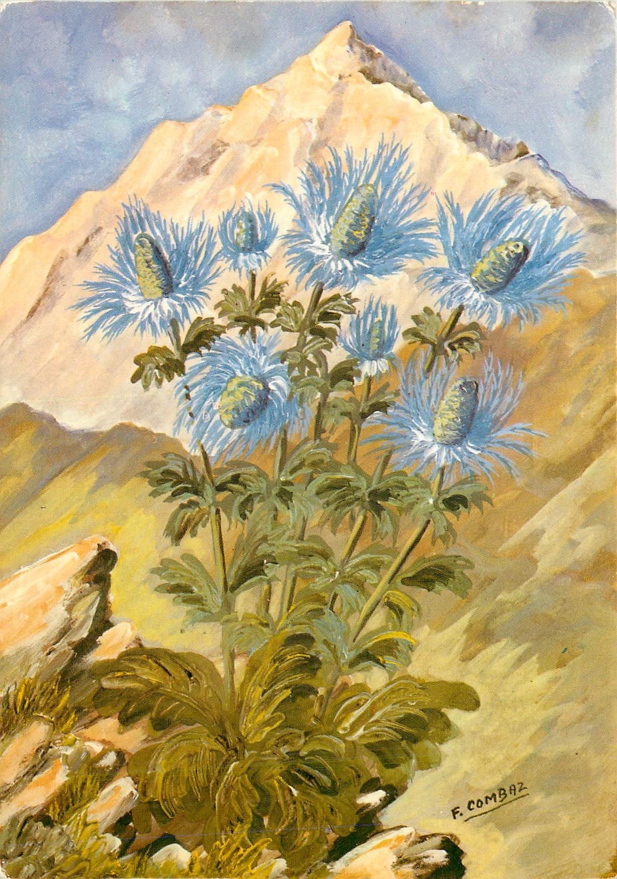 CPA Images de Chez Nous Chardons bleus ou Panicauts des Alpes 