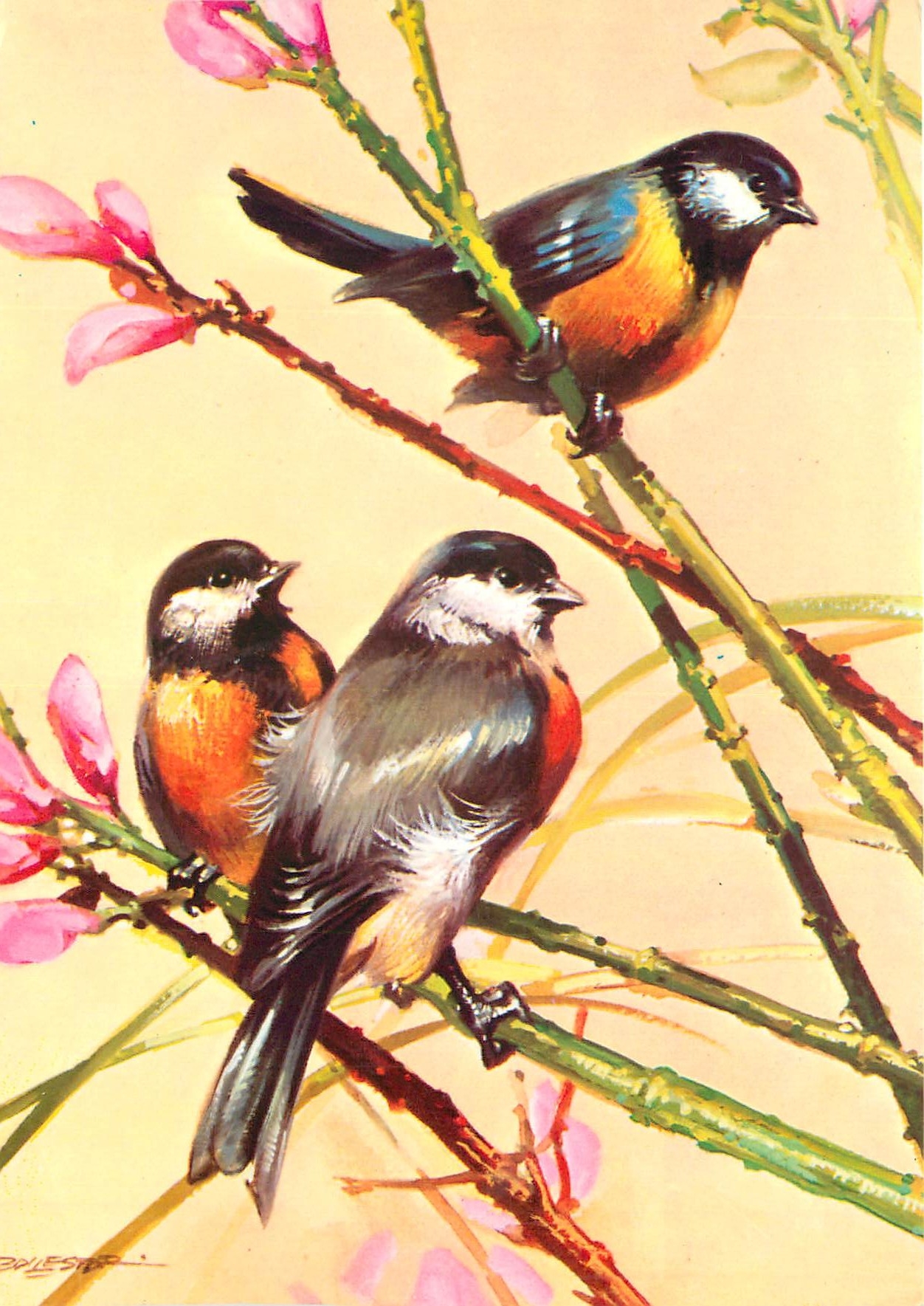 CPM Oiseaux