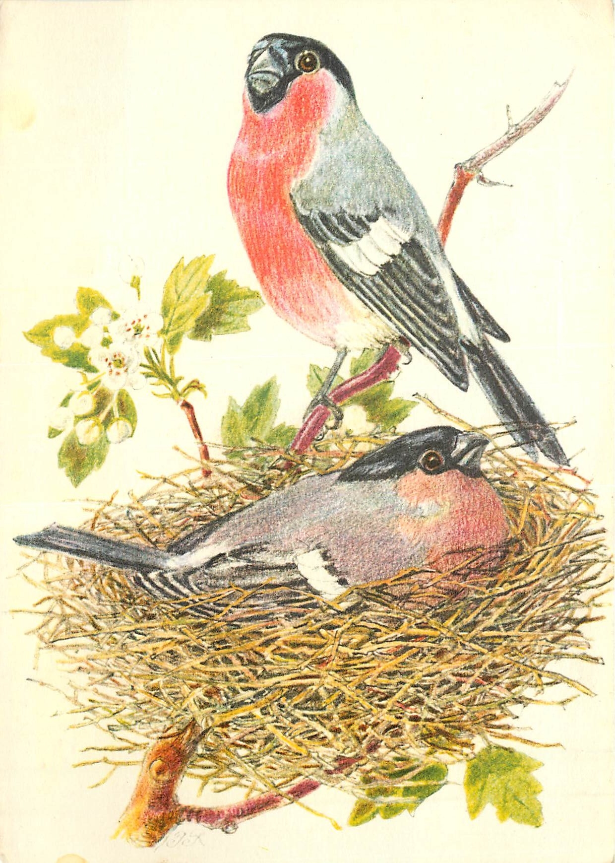 CPM Oiseaux