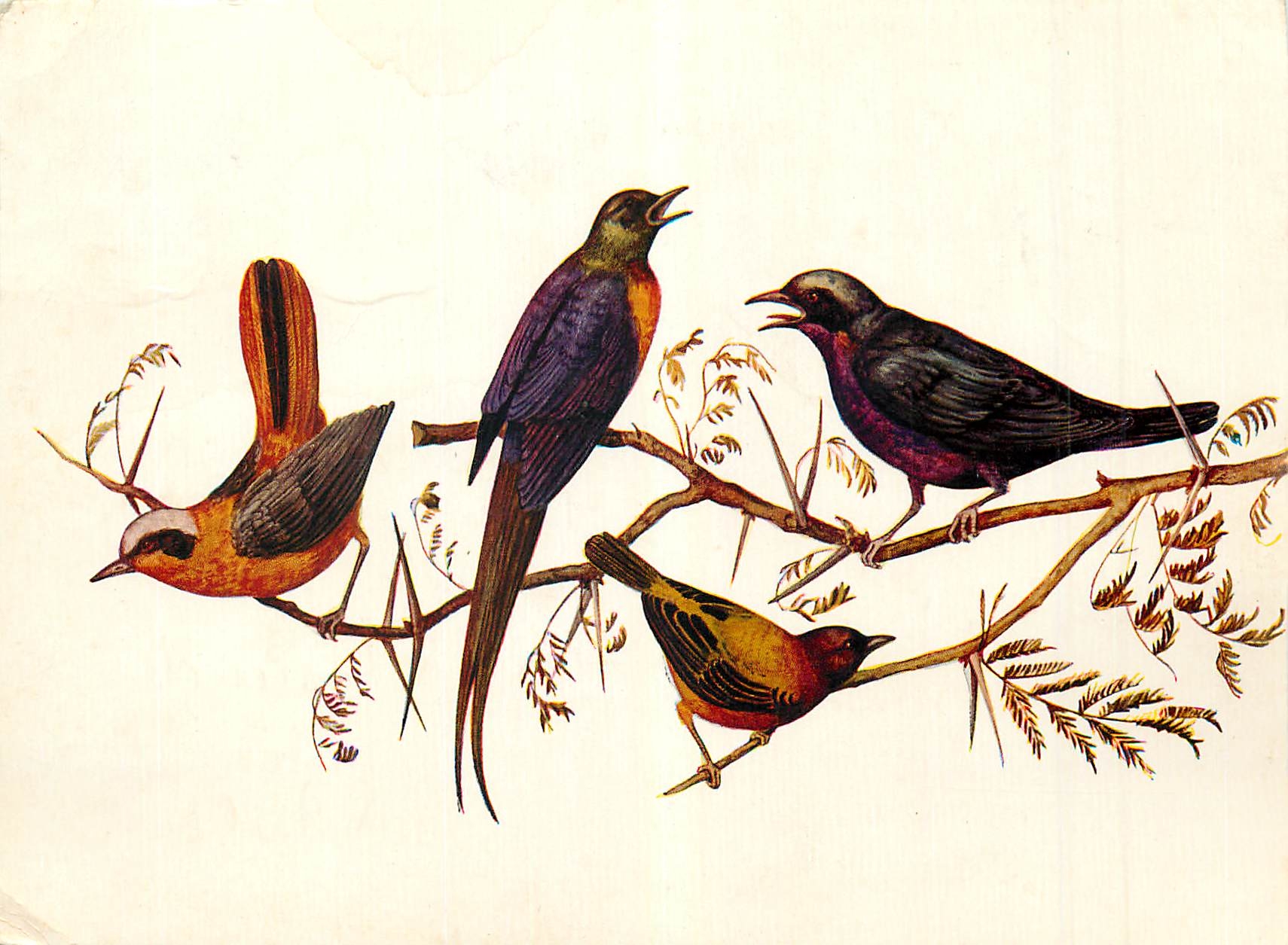 CPM Oiseaux