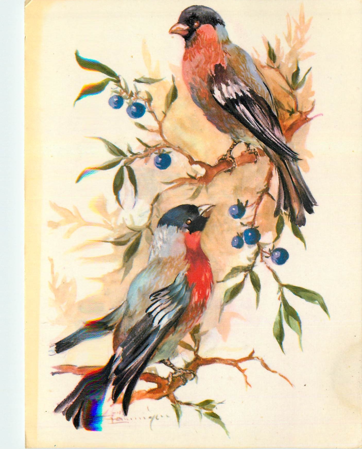 CPM Oiseaux