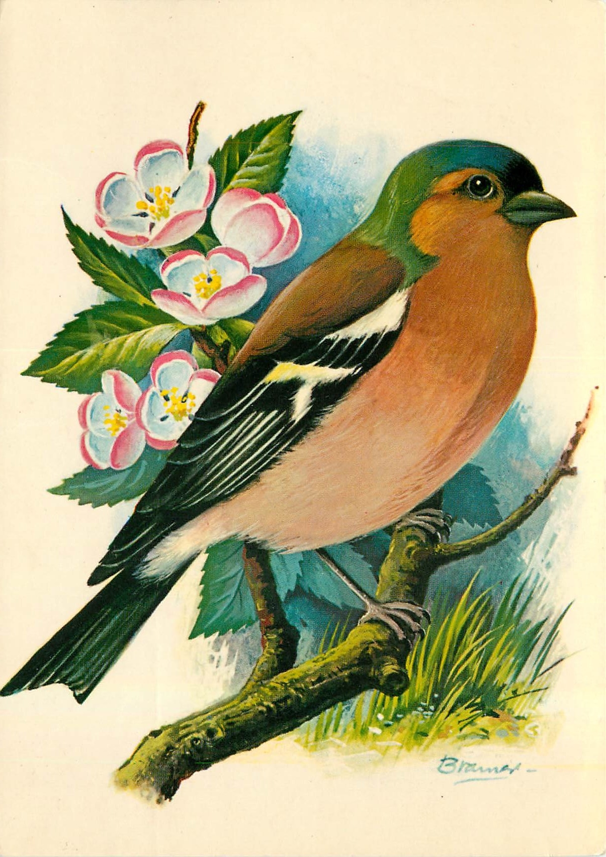 CPM Vink Chaffinch Pinson ordinaire