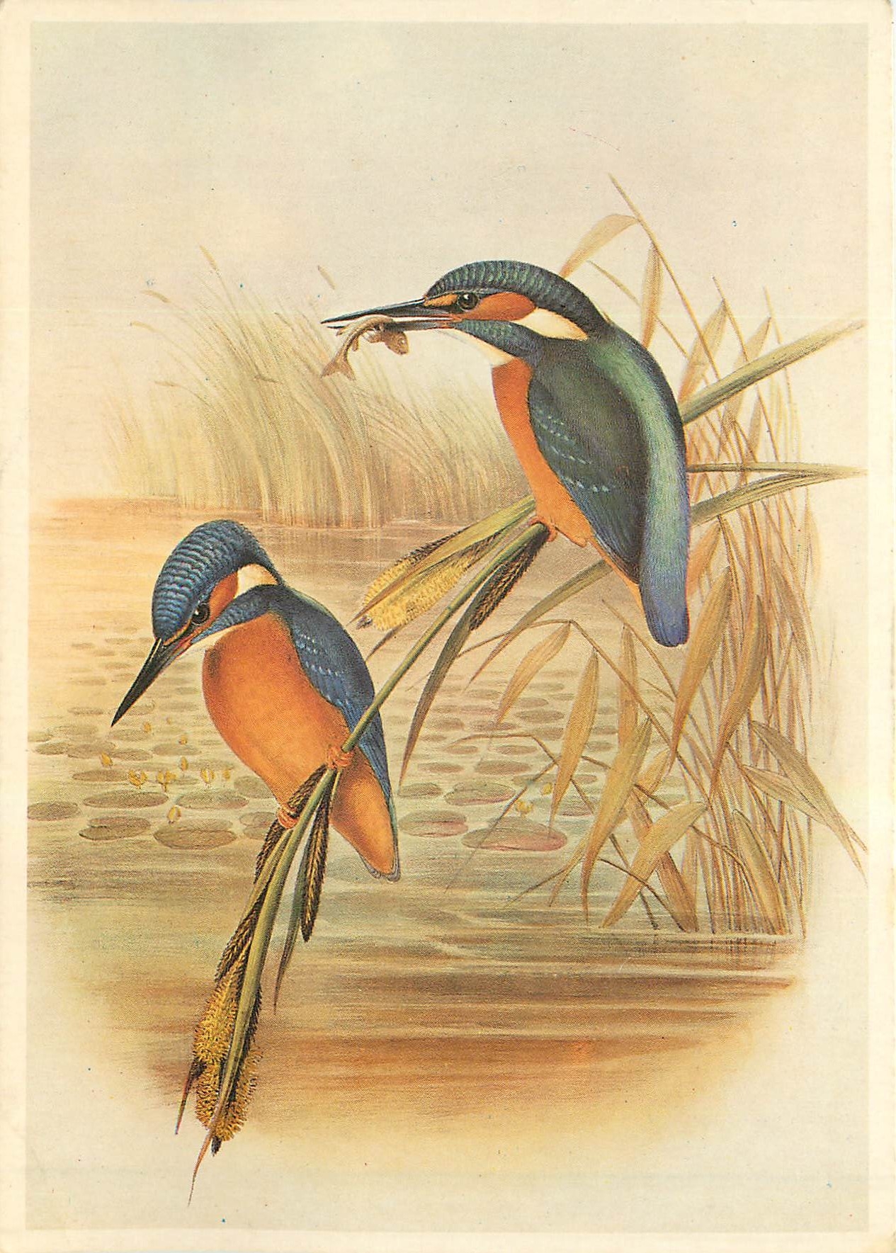 CPM Alcedo ispida Kingfisher 