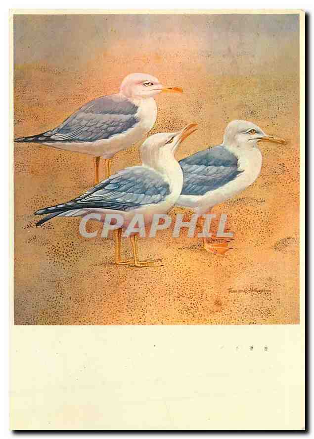 CPM Francoise Hollenstein Goelands Argentes sur la Plage 