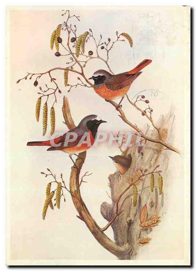 CPM Ruticilla phoenicura Redstart Rougueue a front blanc 