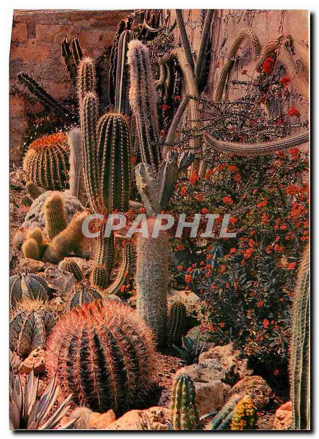 CPM Jardin Exotique Zoo Sanary Bandol Quand le desert Mexicain fleurit 