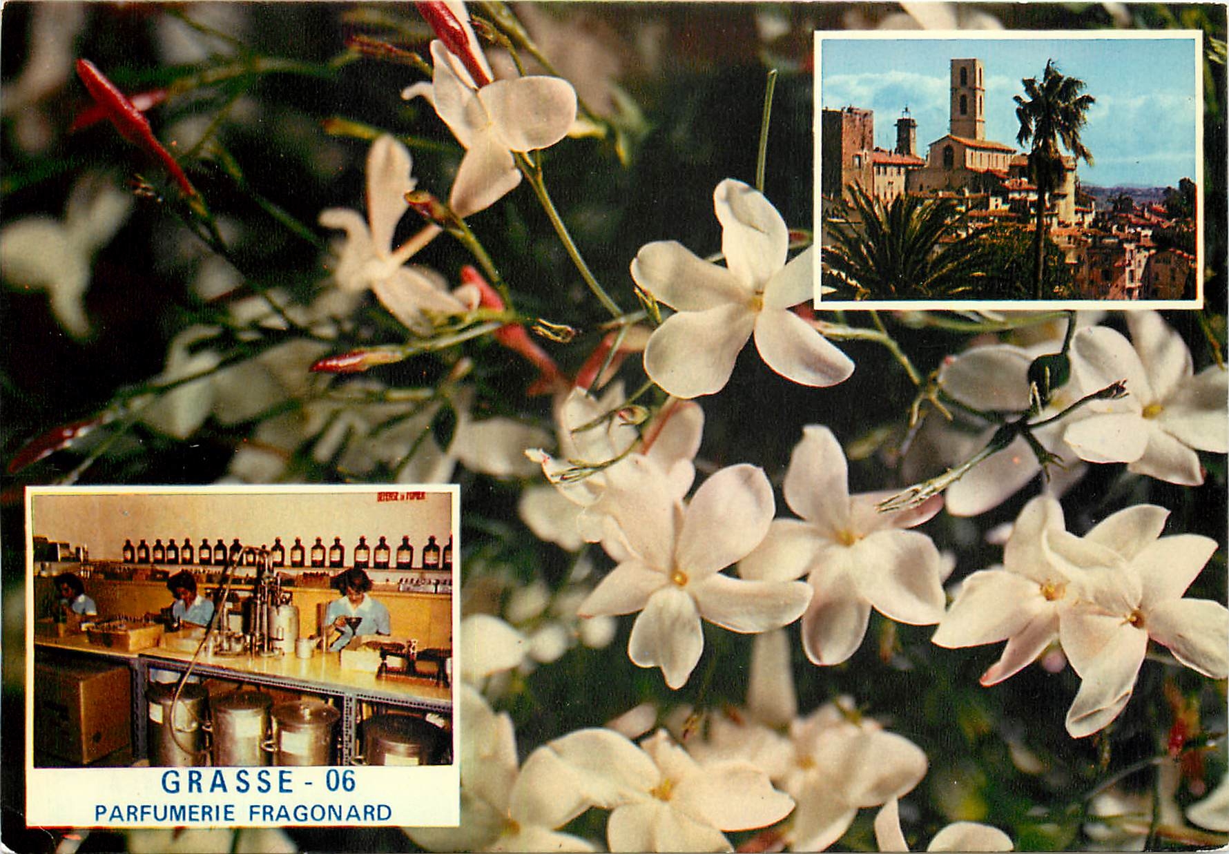 CPM Grasse Cite des Fleurs et des Parjums La Cathedrale Le Jasmin 