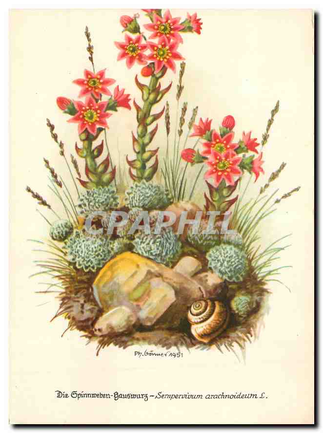 CPM Die Spinnweb Hauswurz Sempervivum arachnoideum 