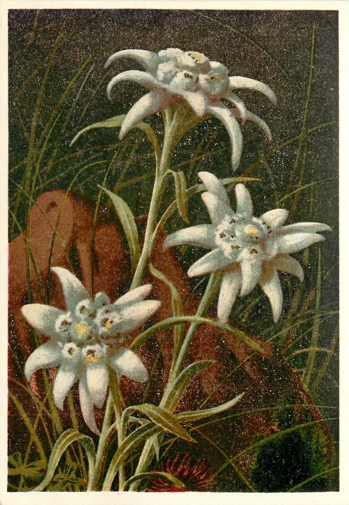 CPM La Flore de Montagne Leontopodium Alpinum Edelweiss 