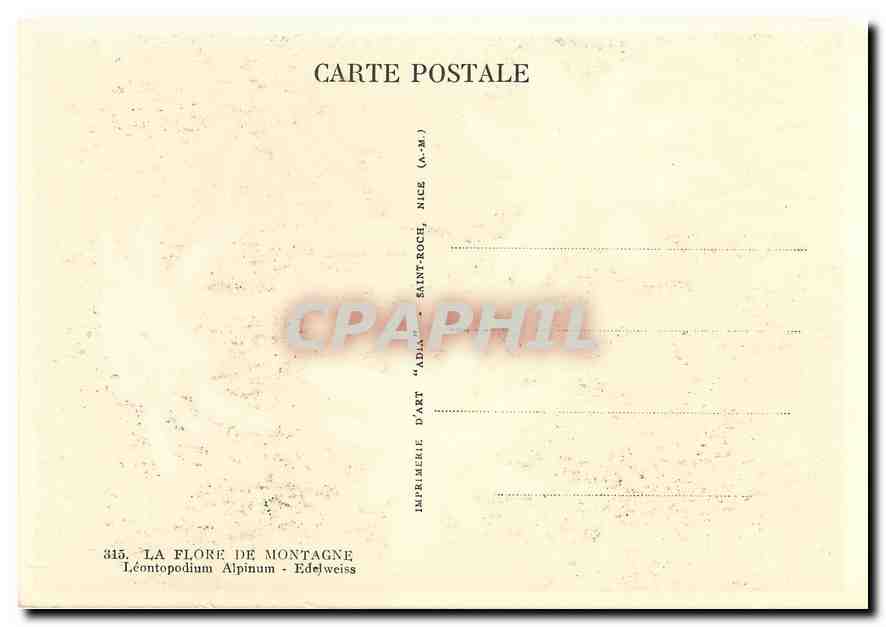 CPM La Flore de Montagne Leontopodium Alpinum Edelweiss  — Rückseite