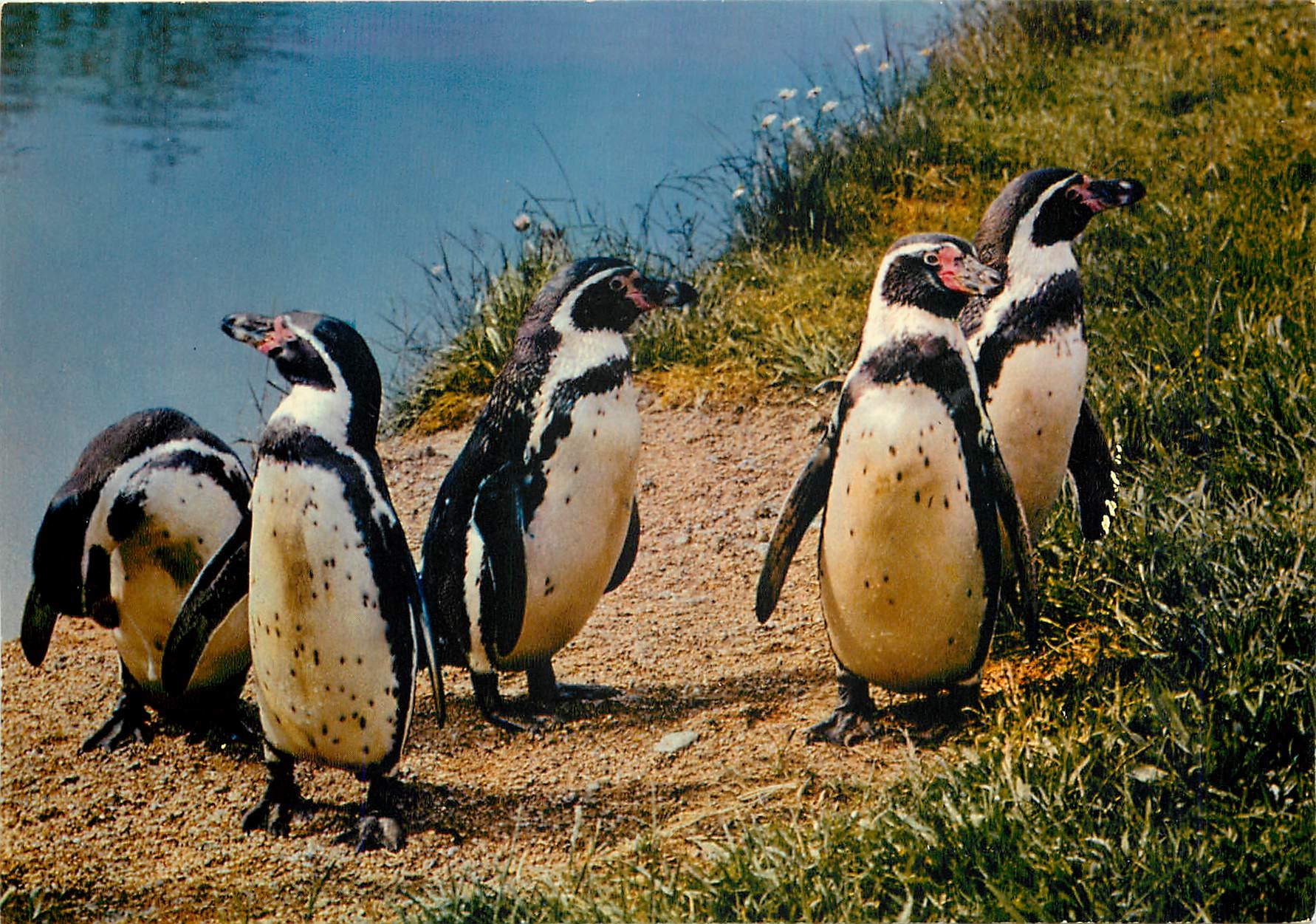 CPM Parc Ornithologique Departemental de la Dombes Villars les Dombes Ain Manchots de Humbolt
