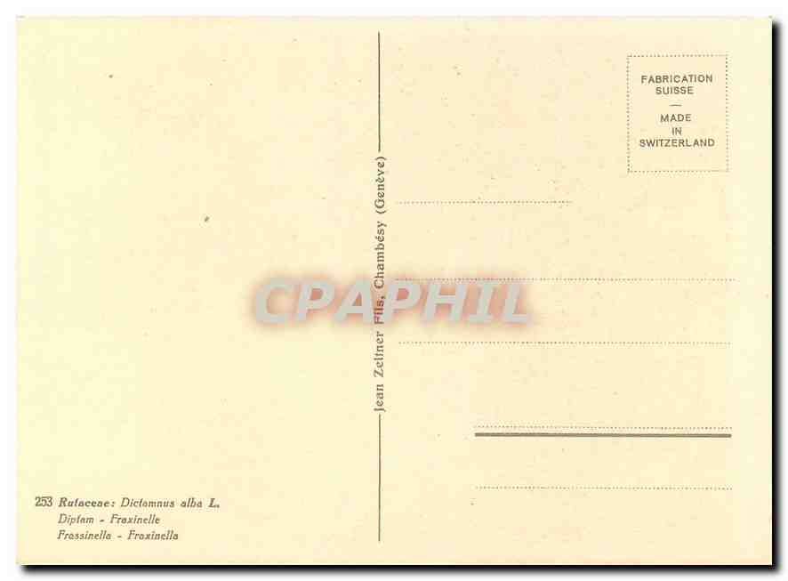 CPM Rufacenez Diclamnus alba  — Back
