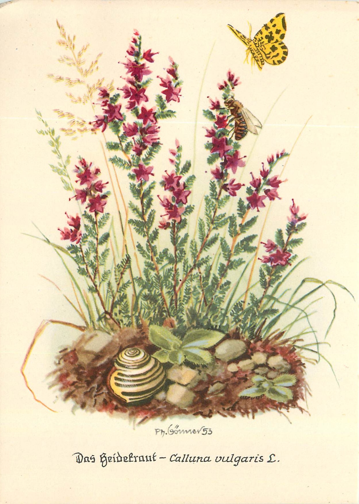 CPM Calluna vulgaris 