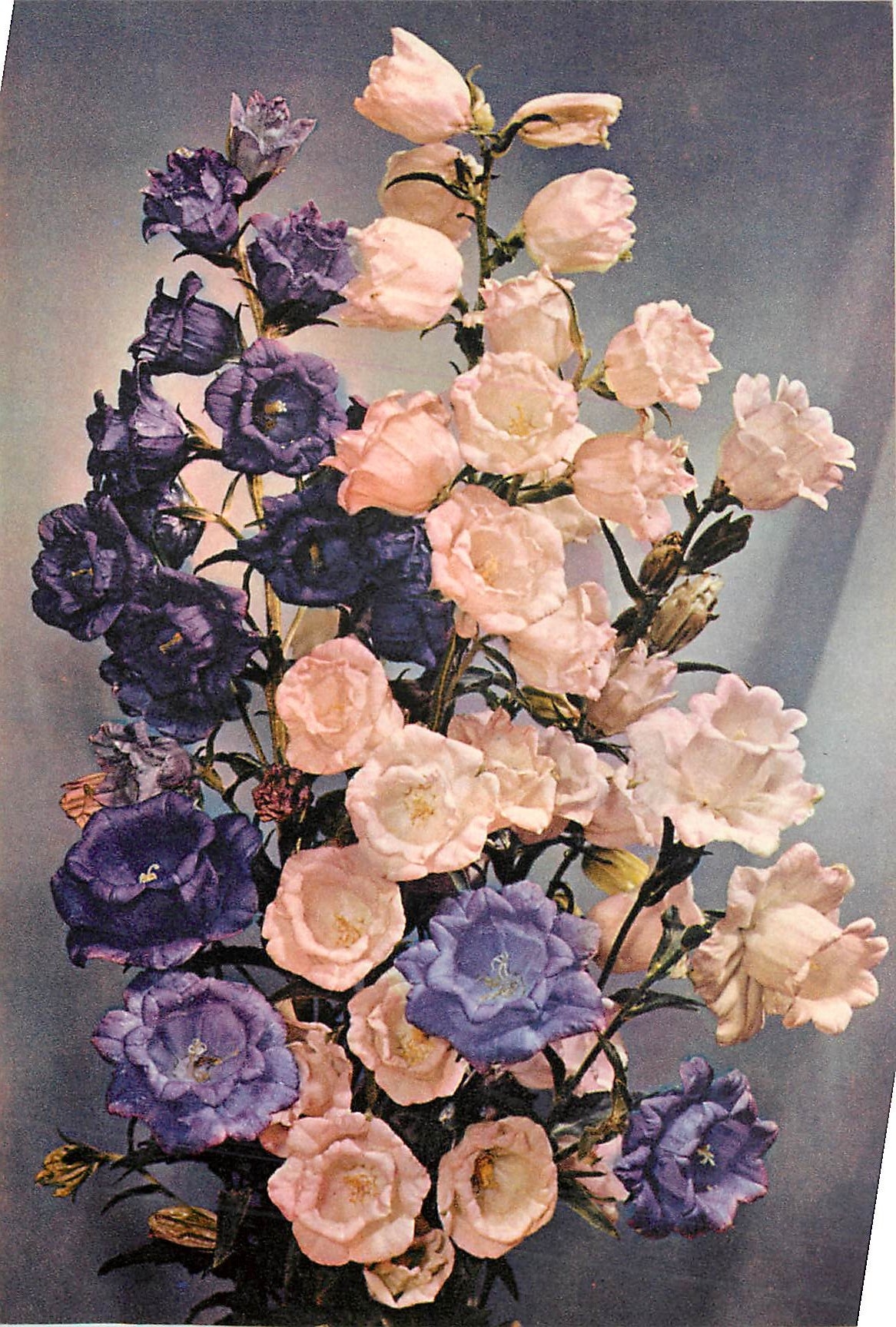 CPM Canterbury Bells Latin name Campanula medium 
