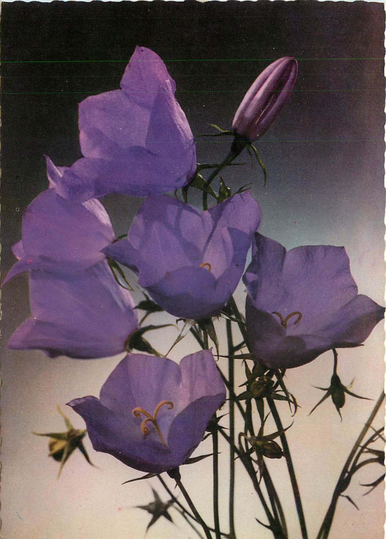 CPM Campanule des Carpathos 