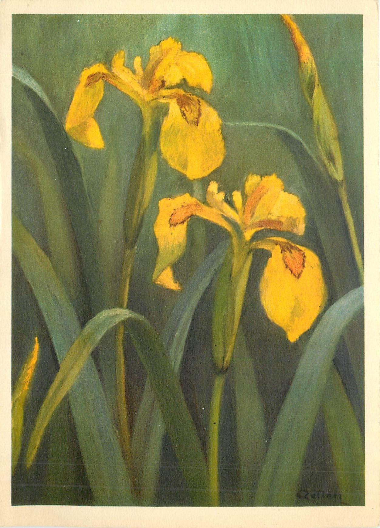 CPM Iridaceae Iris pseudacorus 