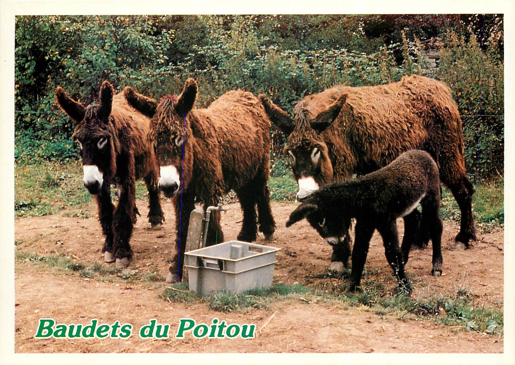 CPM Baudets du Poitou 