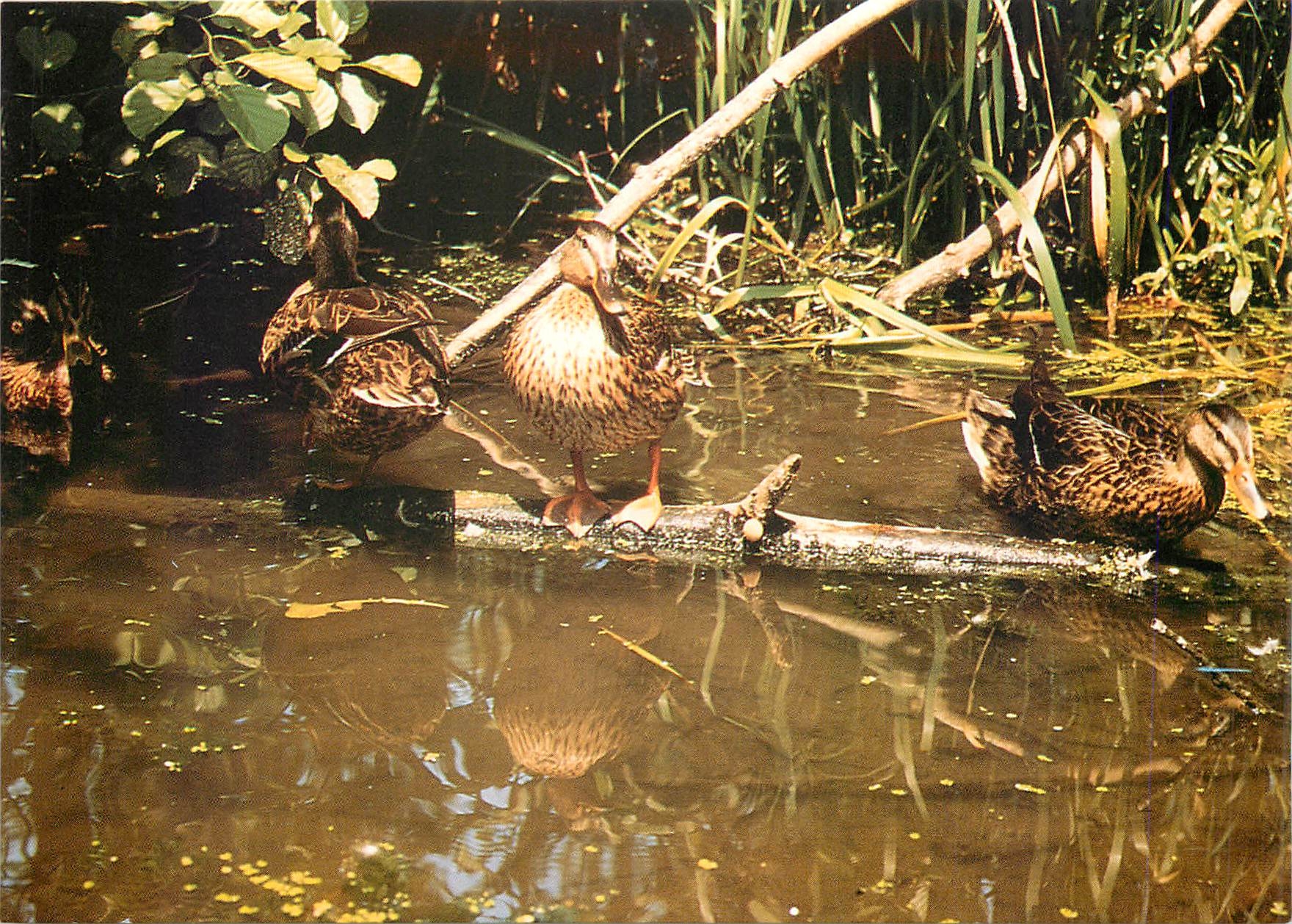 CPM La Venise Verte Deux Sevres Le Marais Mouille 
