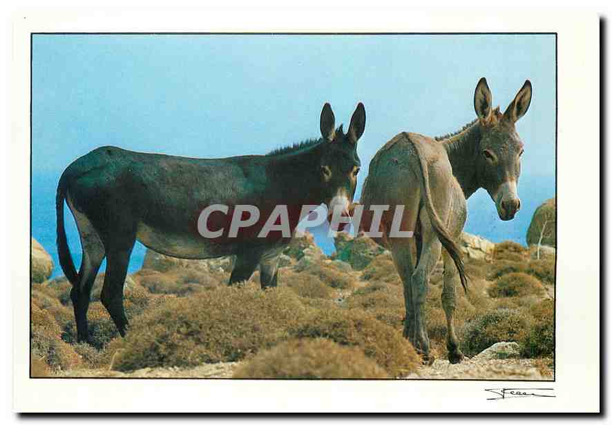 CPM Ane Mule