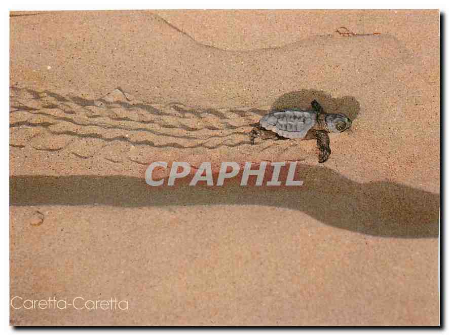 CPM Caretta Caretta Tortue