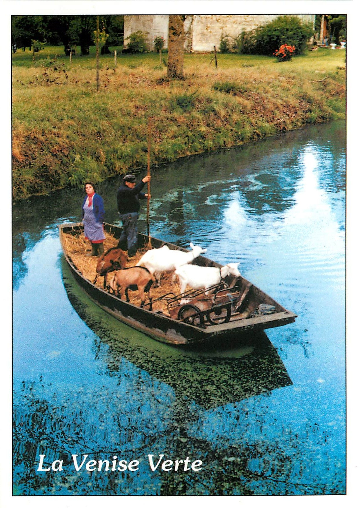 CPM La Venise Certe Au fil de l'eau Chevre