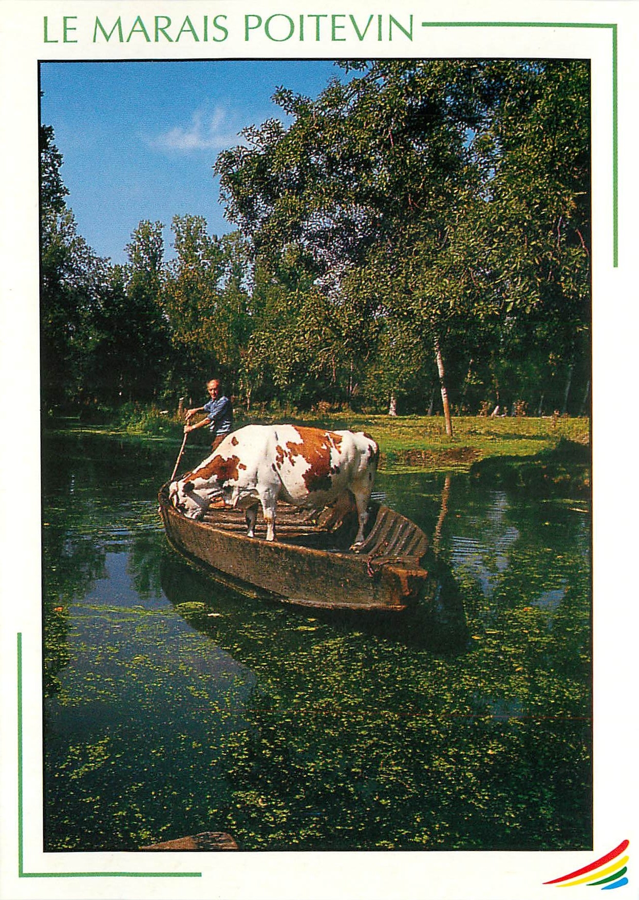 CPM Marais Poitevin Deux Sevres Vache