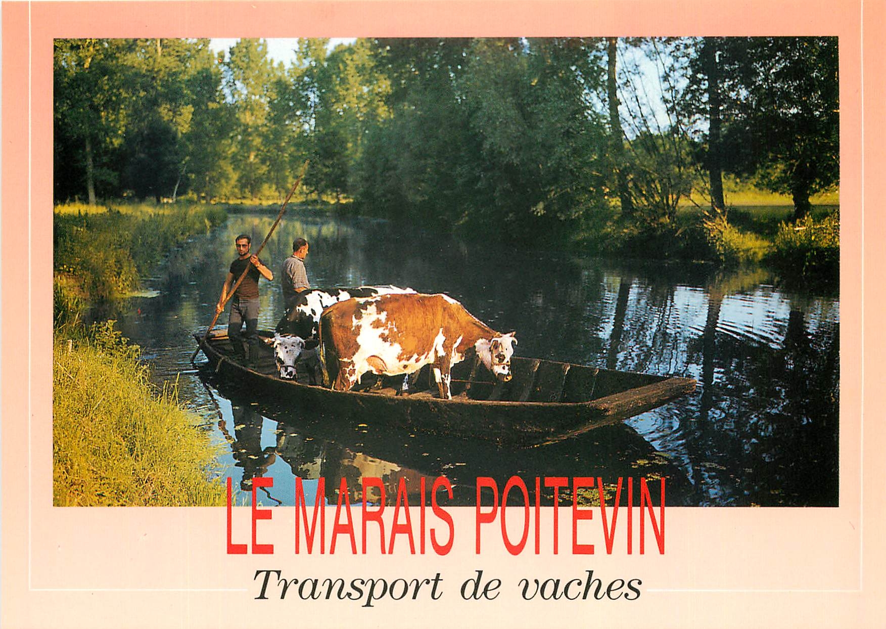 CPM Le Marais Poitevin Transport de vaches 