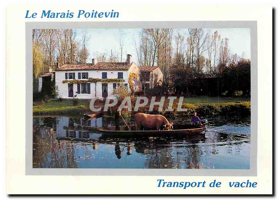 CPM Le Marais Poitevin Transport de vache 