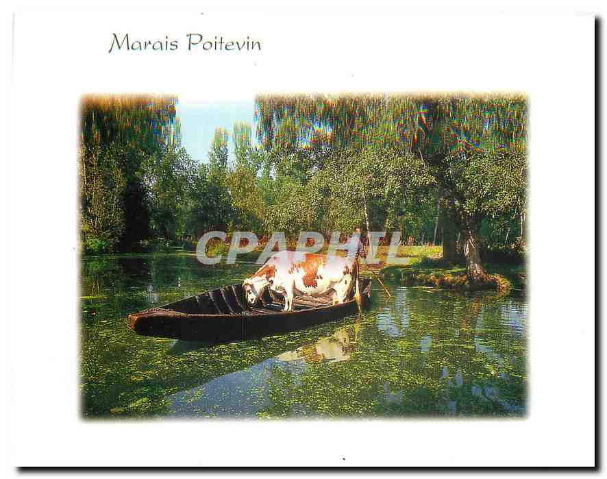 CPM Marais Poitevin Deux Sevres Transport d'une vache en barque 