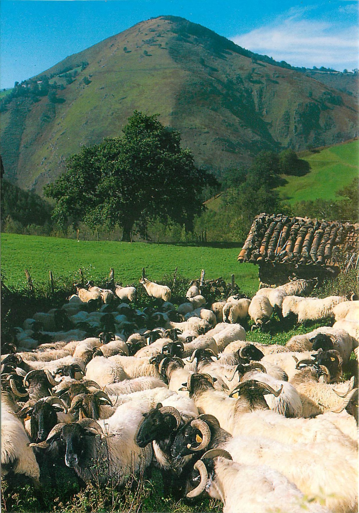 CPM Pays Basque Moutons Manech a l'entree de la bergerie 