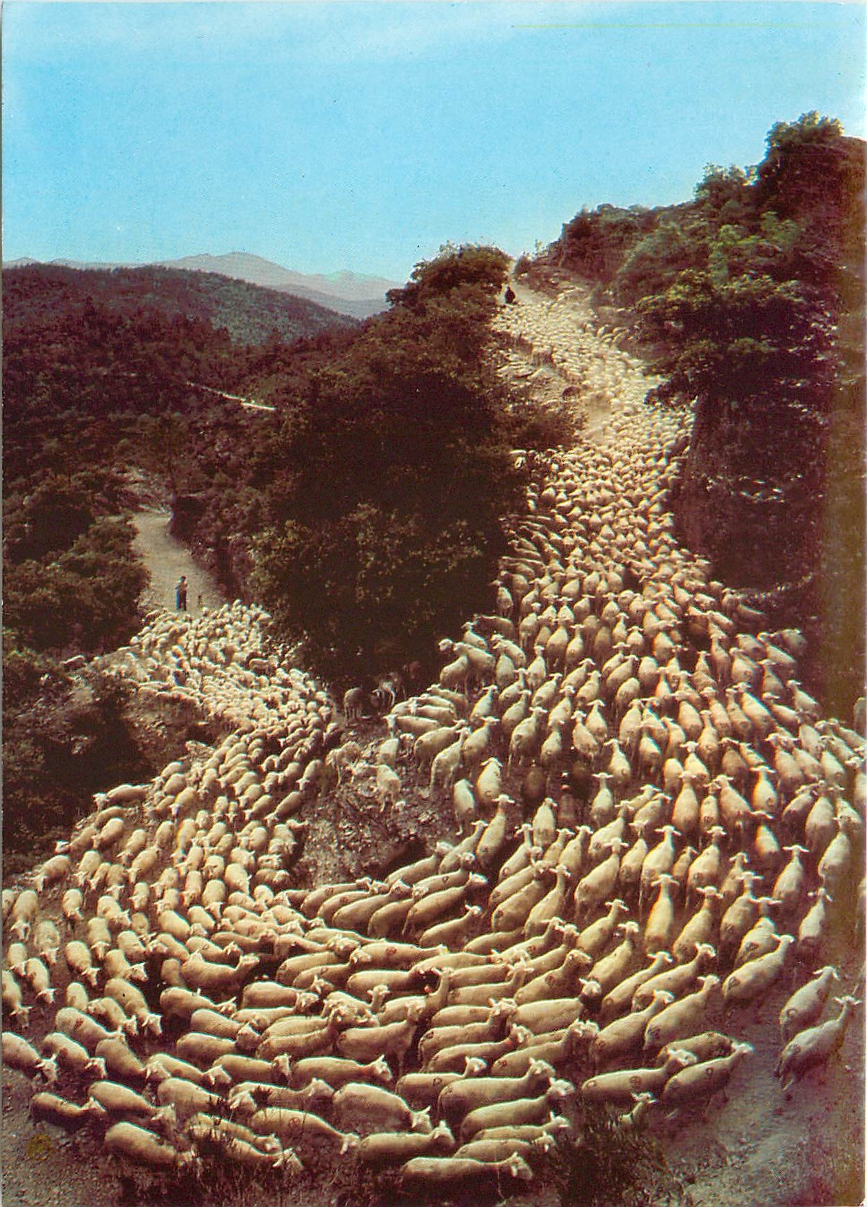 CPM Images de France La Transhumance Moutons