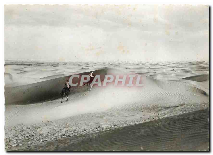 CPM Collection Saharienne La mer de sable Chameaux