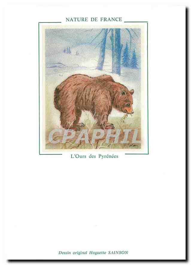 CPM Nature de France L'Ours des Pyrenees 