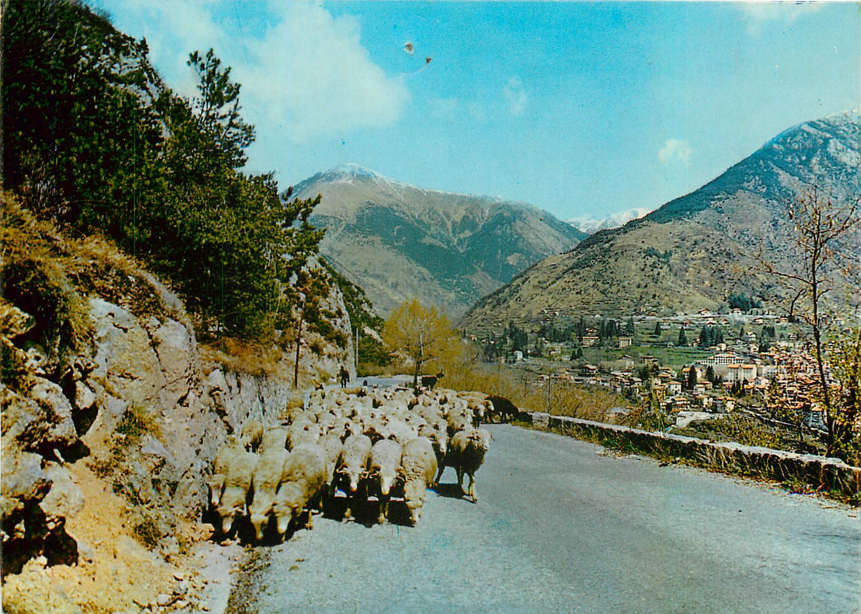 CPM Saint Martin Vesubie Transhumance Moutons Elevage