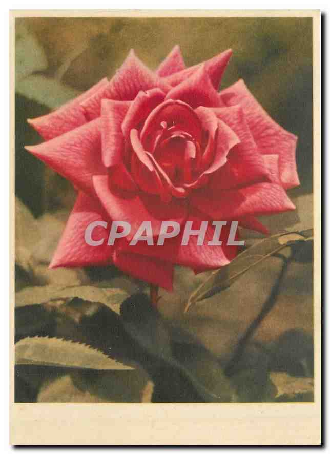 CPM Fleurs
