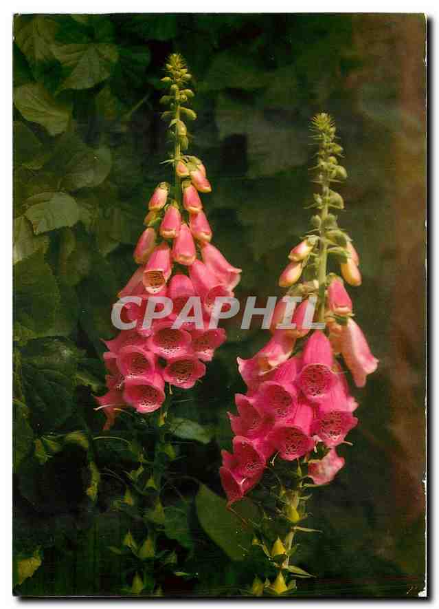CPM Digitalis purpurea L Roter Fingerhut Foxglove Gants Notre Dame Fleurs