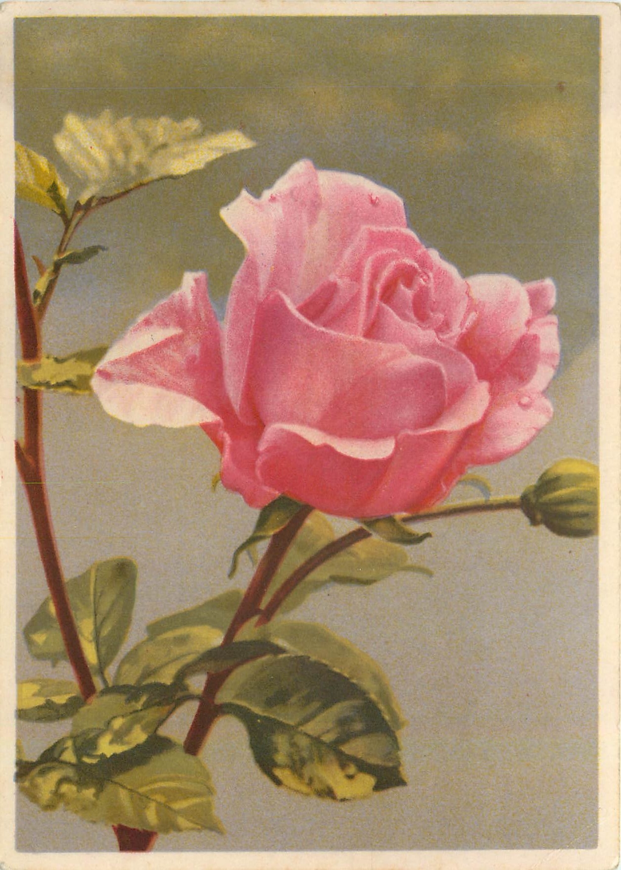 CPM Rosen 