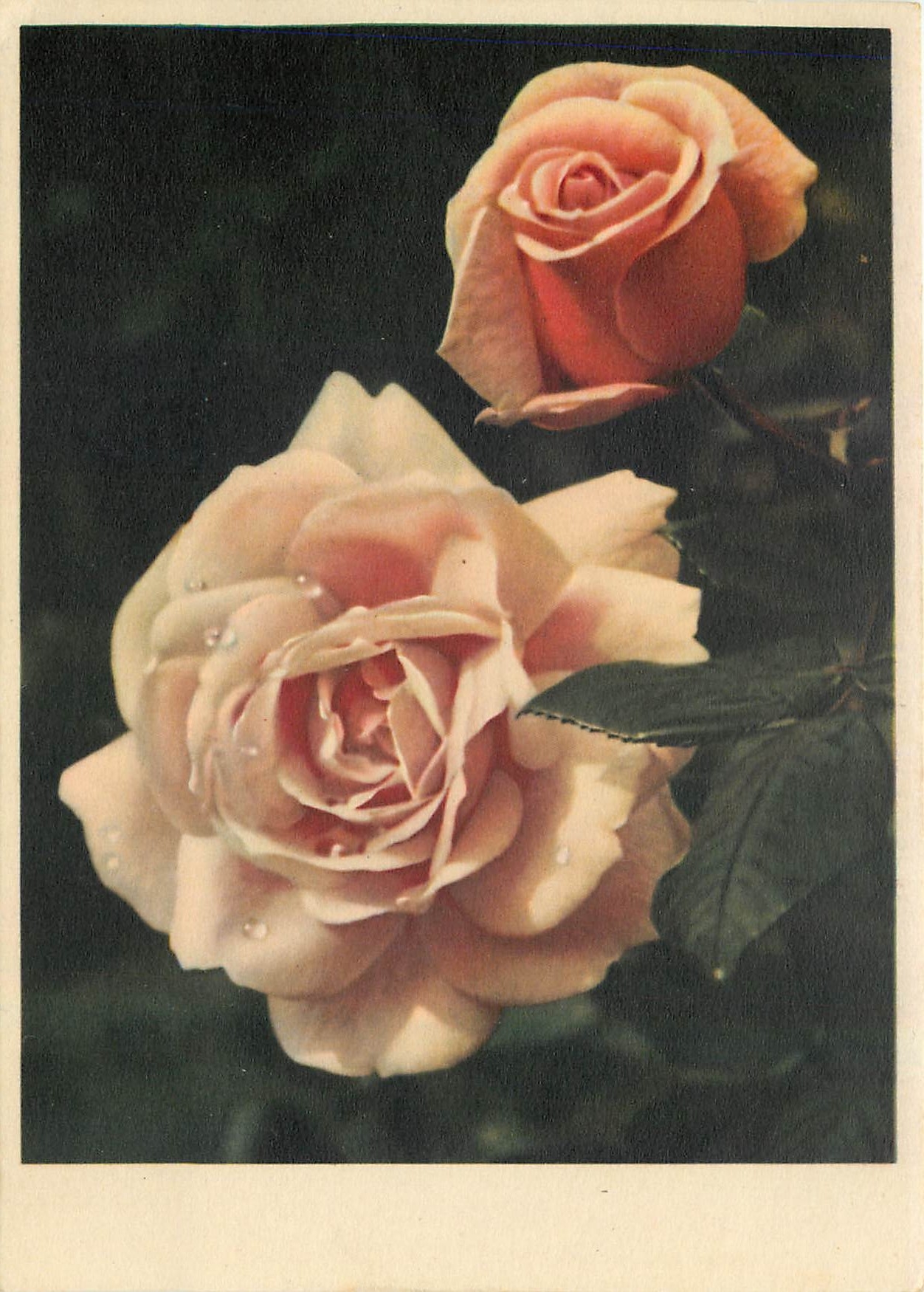 CPM Fleurs