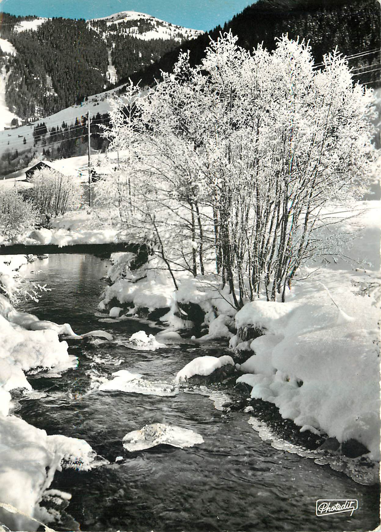 CPM Image des Alpes Voyez ces arbres blanchis tel un bouquet de neige 
