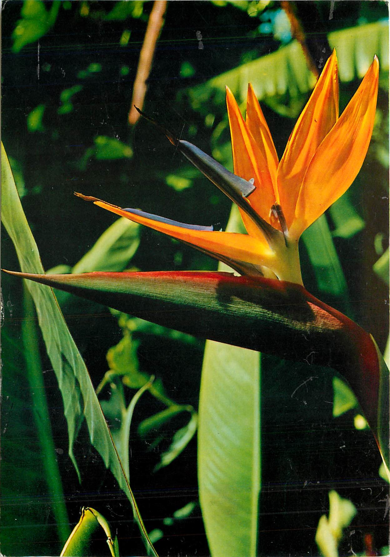 CPM Flores de Canarias Pajaro del Paraiso Strelitzia 