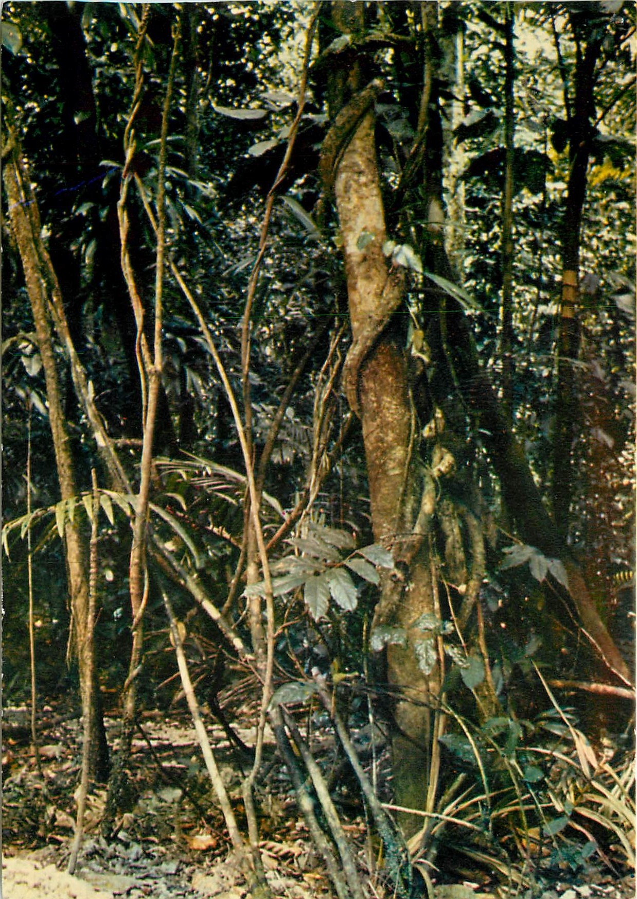 CPM Guadeloupe Site de la Maison de la Foret 
