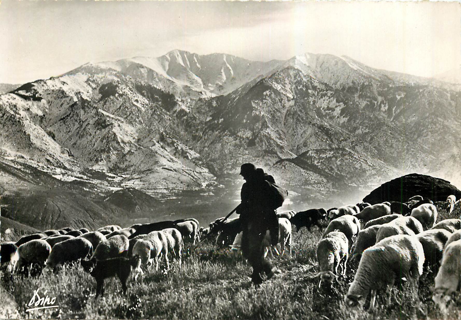 CPM En Roussillon Region du Conflent Paturages dans la Vallee de Vernet les Bains Au fond le Canigou