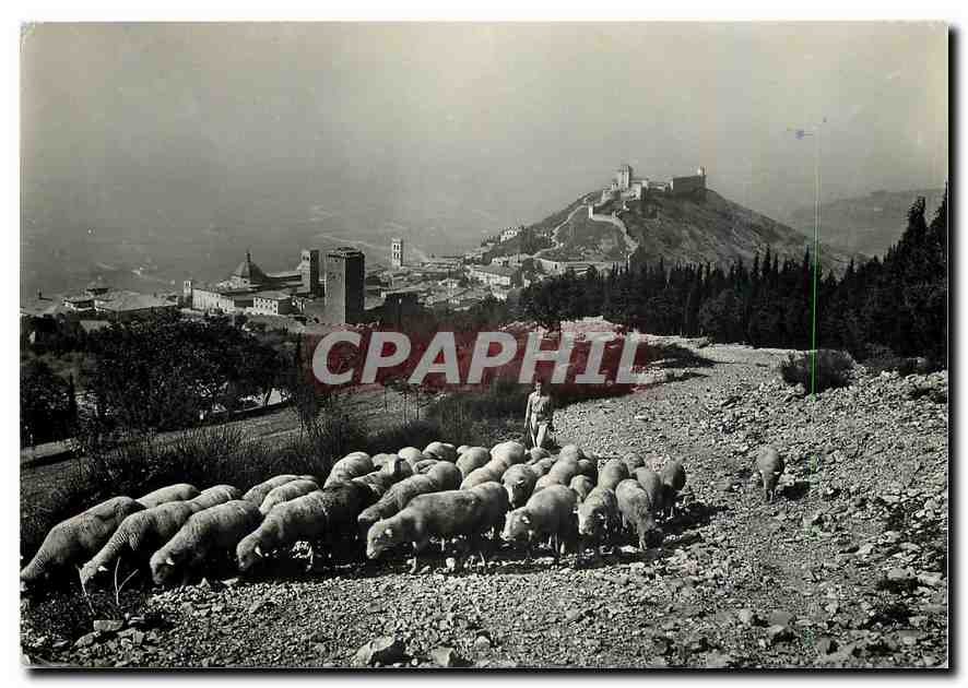 CPM Assisi Partiel panorama vue du mont Subasio Berger Moutons