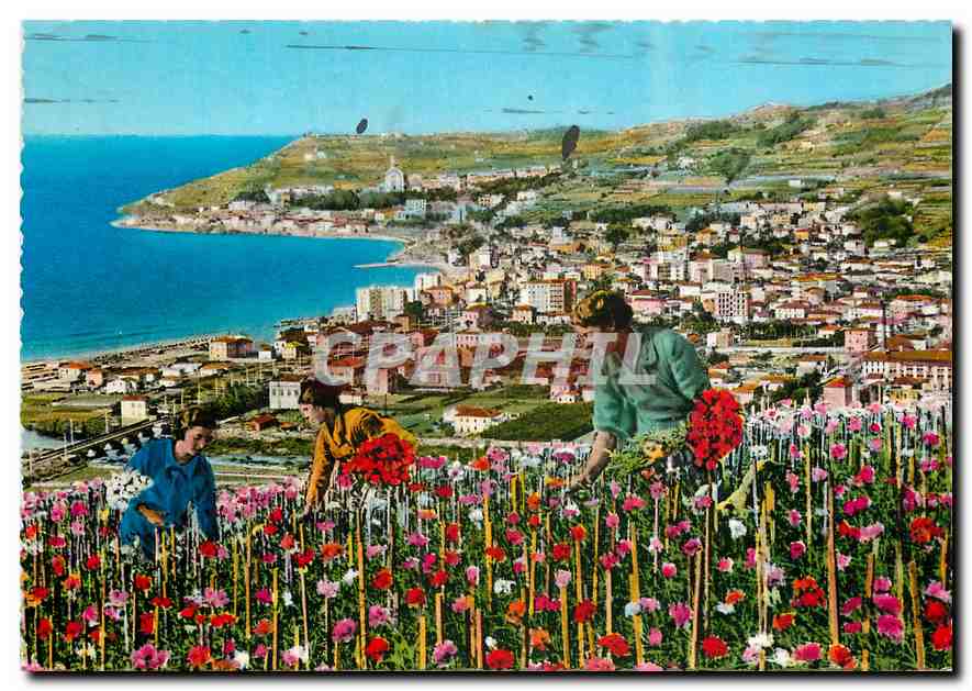 CPM Riviera dei Fiori Arma Panorama Raccolta dei fiori Vue generale Recolte des fleurs 