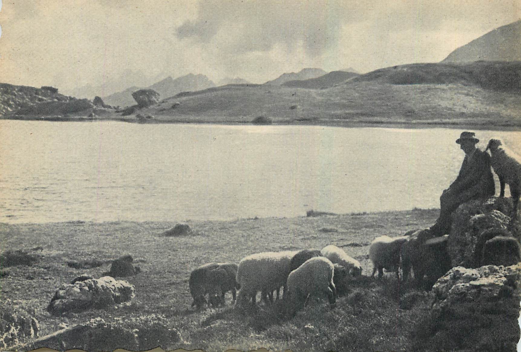 CPM Nicole Raud Av de Tassigny Cannes France Moutons