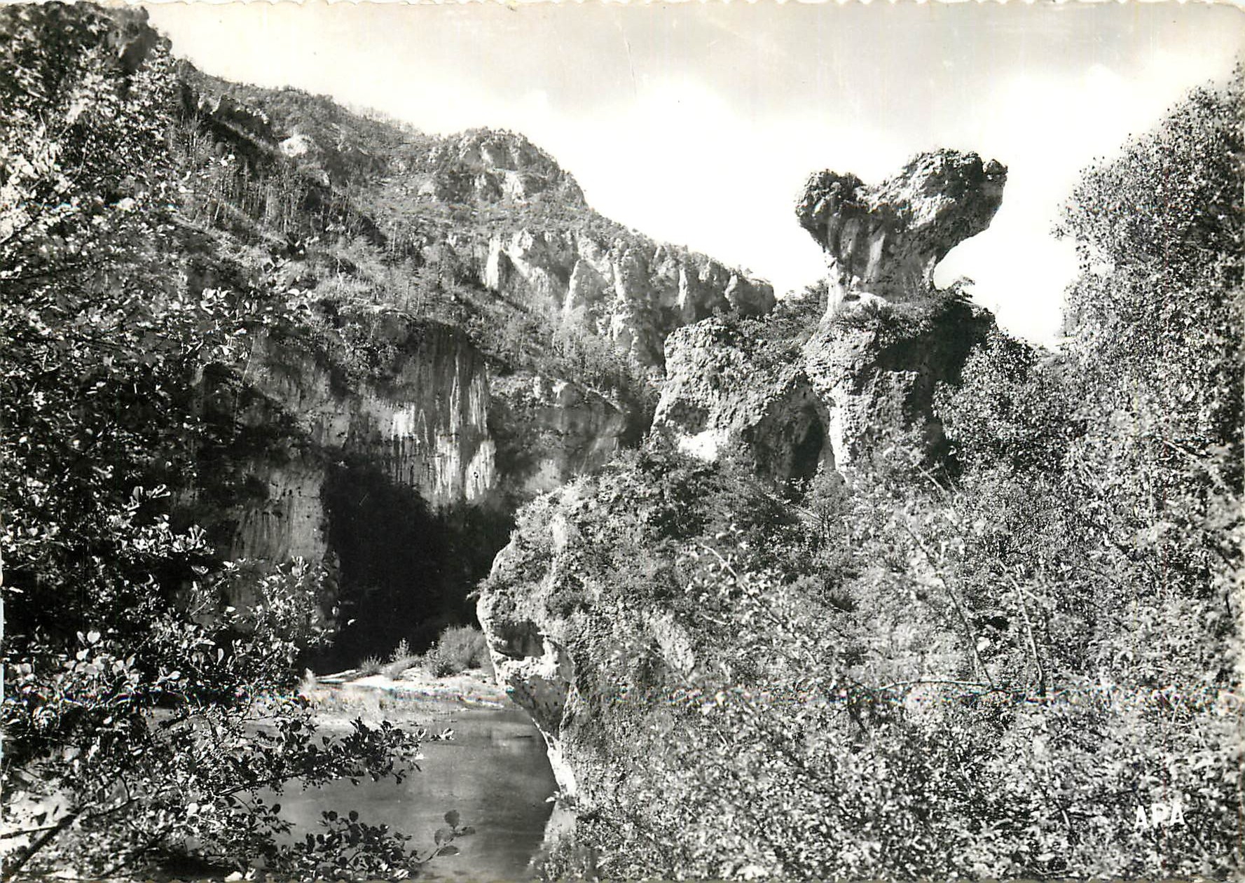 CPM En Parcourant les Gorges du Tarn Le Champignon 