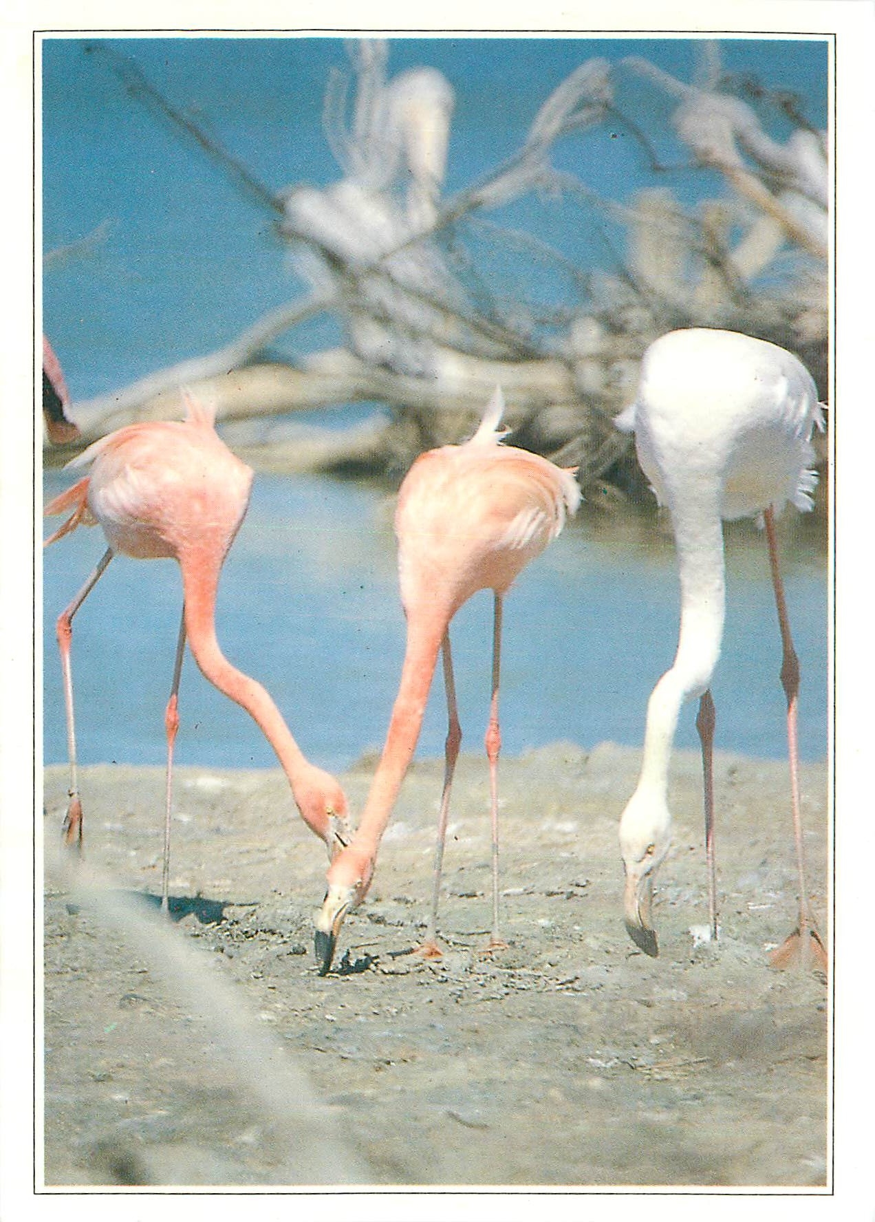 CPM Camargue Les Flamants Roses 