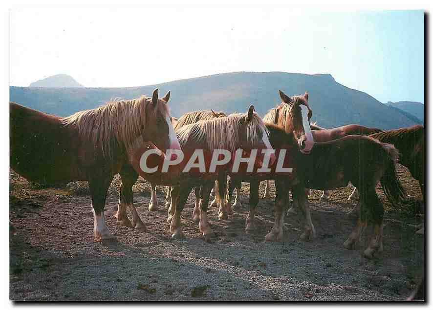 CPM Pays Basque Pottoks 