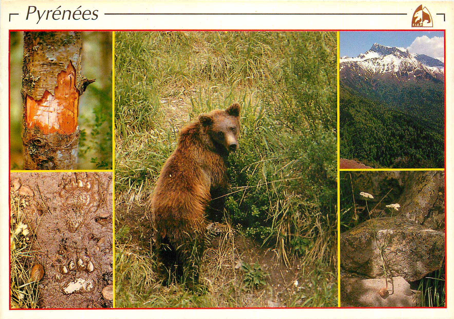 CPM Les Pyrenees Ecorcage a la recherche d'insectes Ours
