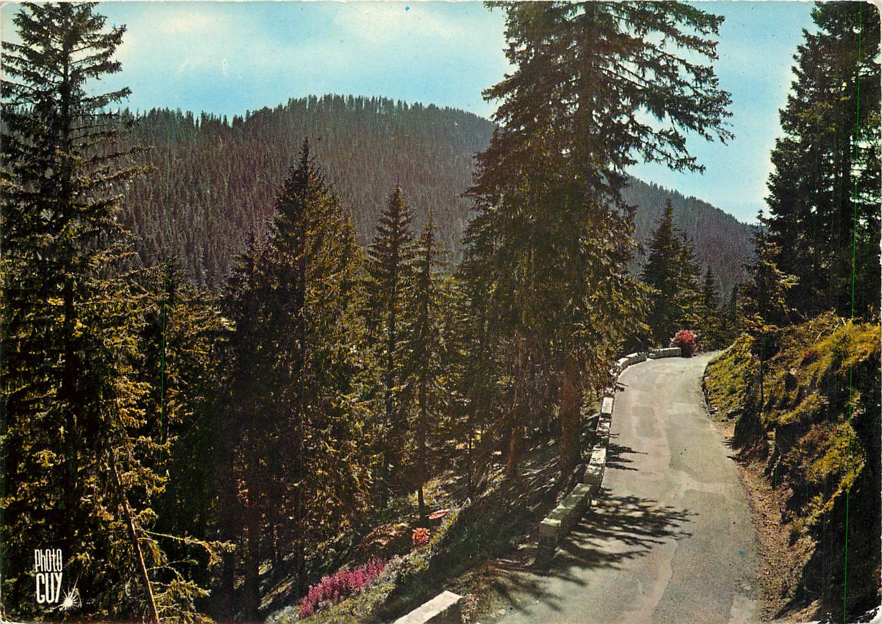 CPM Peira Cava Alpes Maritimes La Grande Foret de Turini 